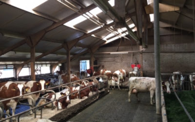 MeadowFloor Renovierung für Familie Cornelissen in Oploo (NL)