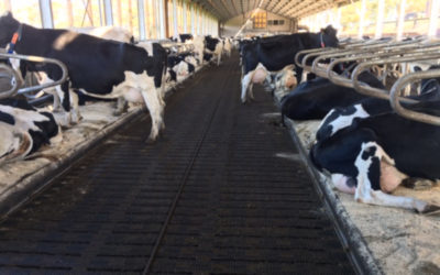 MeadowFloor Renovierung für Milchviehbetrieb Peeters aus Dorst (NL)