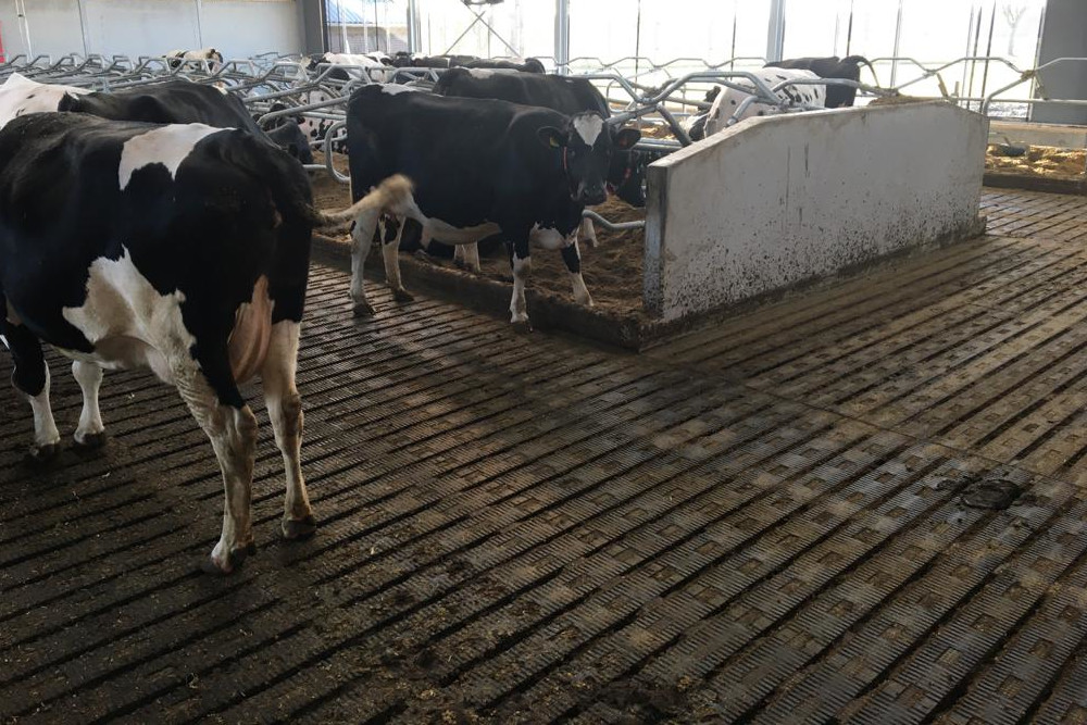 MeadowFloor in Stall in Sint Michielsgestel.